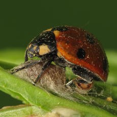 Photo by David Gould http://www.naturespot.org.uk/species/dinocampus-coccinellae
